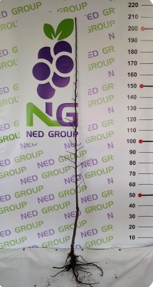 APPLE TREE  no branches