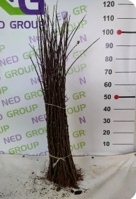 M9-T337 apple rootstock