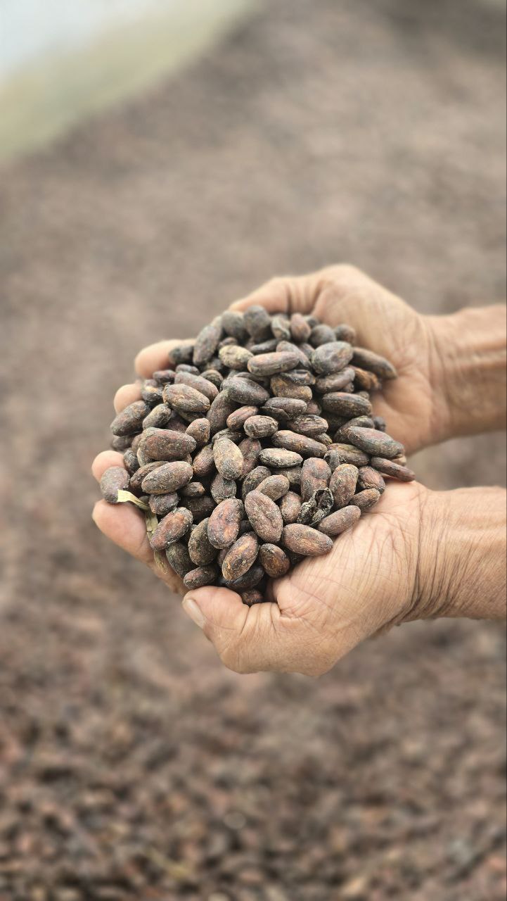Sueno de Ecuador – Premium Cocoa from the Heart of Ecuador