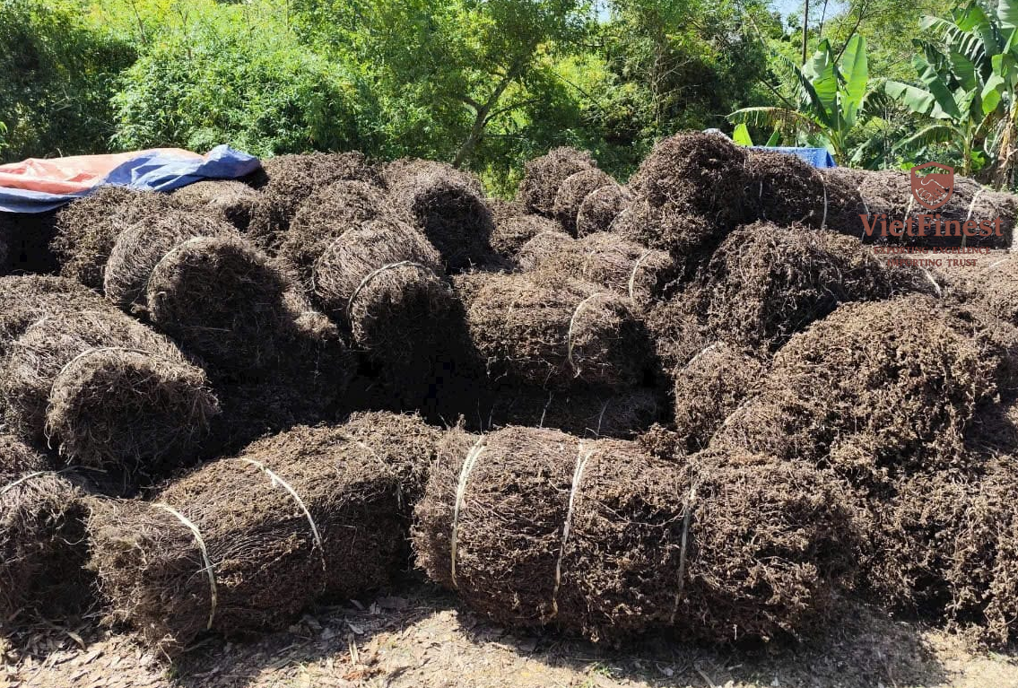Dried Grass Jelly Leaves / Platostoma palustre