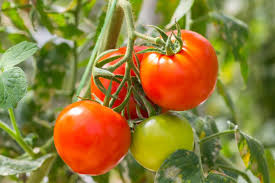 Fresh Tomato – Malaysia Wholesale Supplier