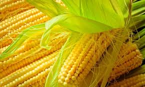 Fresh Corn – Malaysia Wholesale Supplier