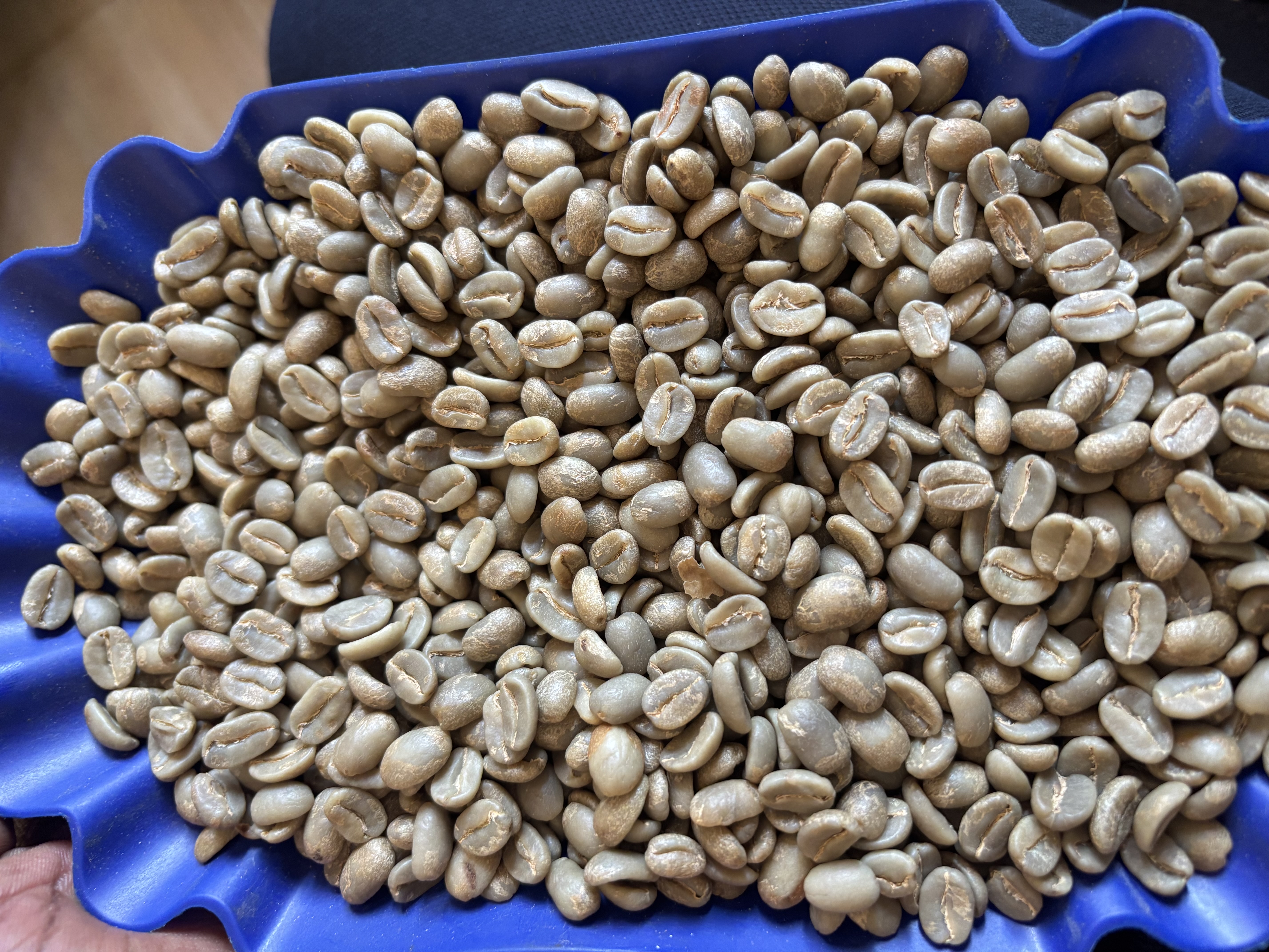 Premium Arabica coffee beans