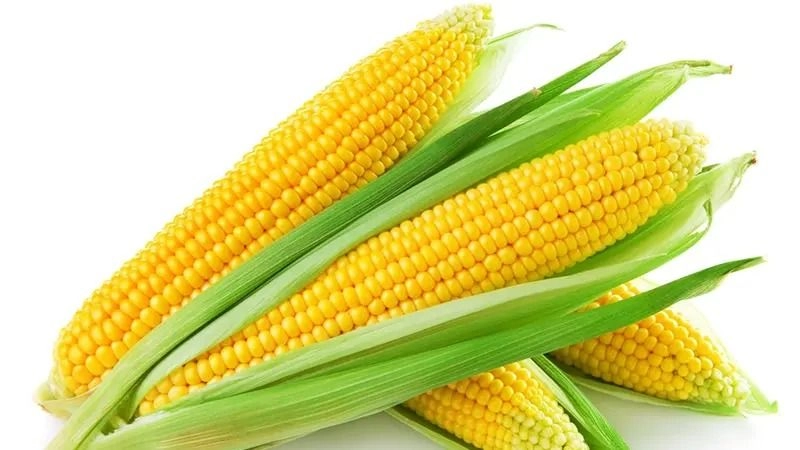 Fresh Sweet Corn (Jagung) – Malaysia Wholesale Supplier
