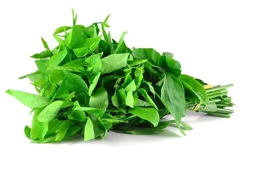 Pucuk Manis / Sweet Leaf