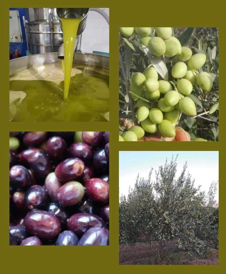 Bulk Extra Virgin Olive Oil