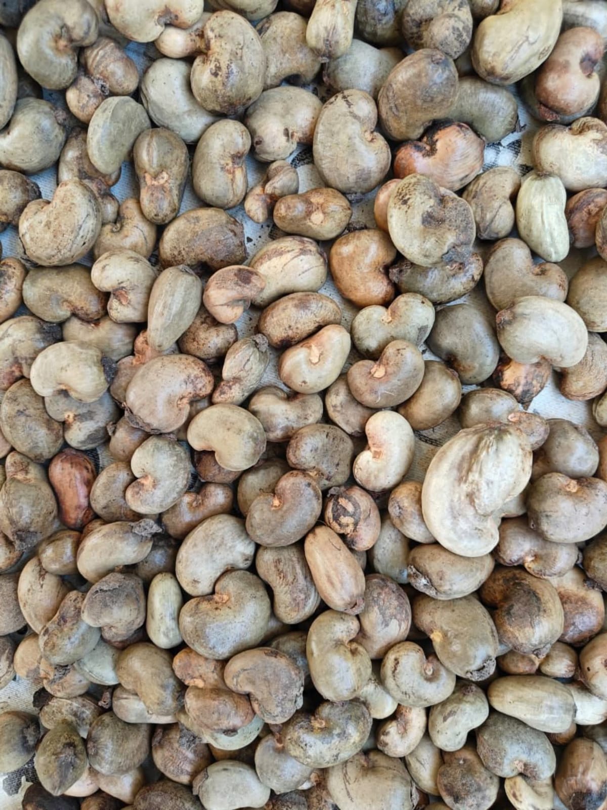 Raw Cashew Nuts
