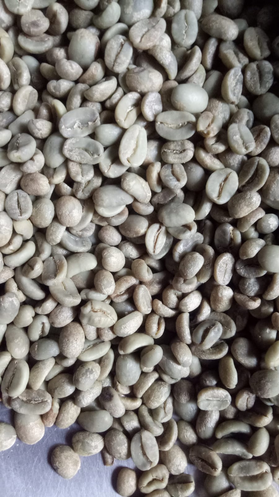 Green Beans Arabika kopi full wash