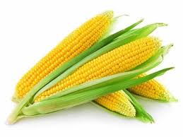 Yellow corn