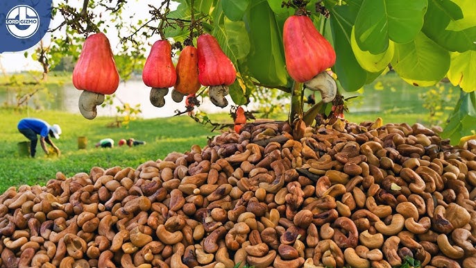 Process cashew nuts
