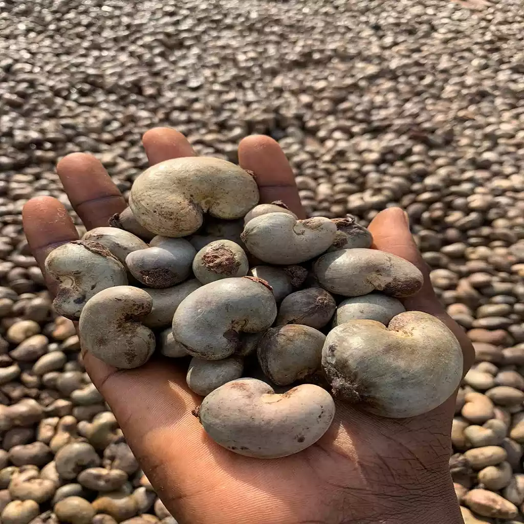 Raw cashew nuts