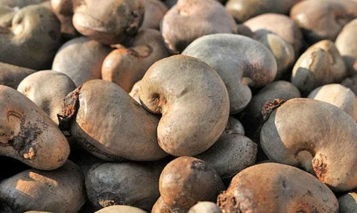 Raw cashew nuts