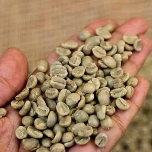 Non GMO Green Arabica Coffee Beans