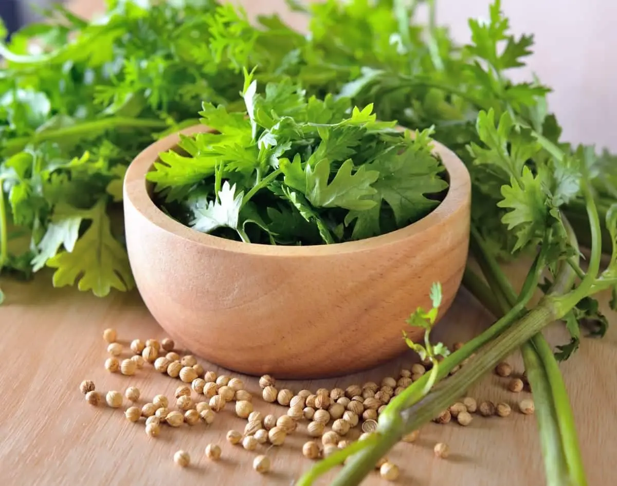 Coriander