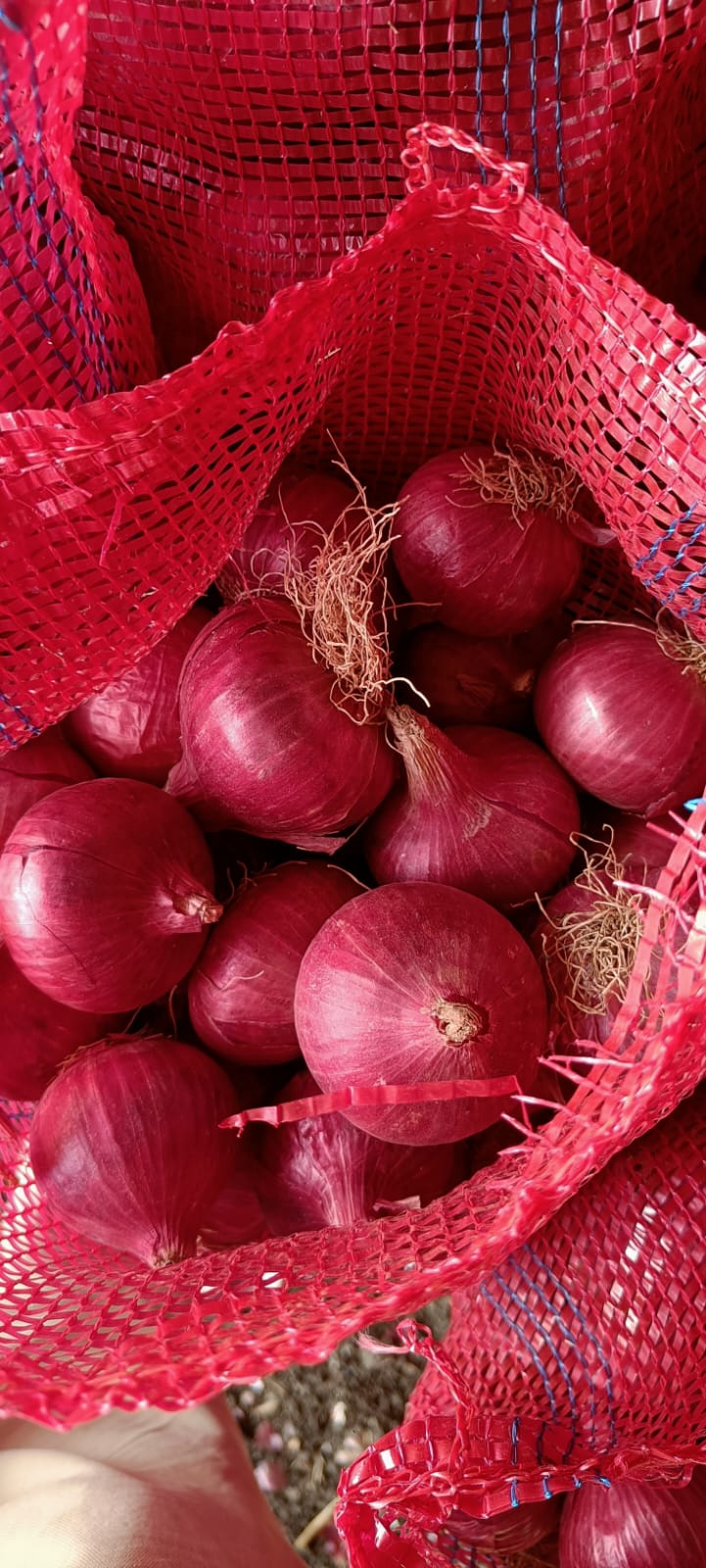 Fresh Onion