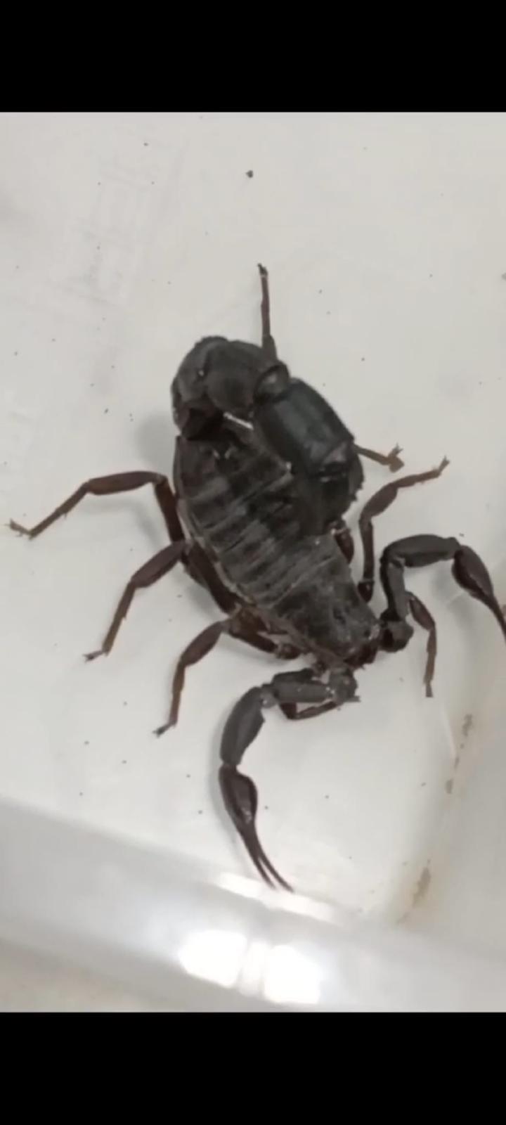 Androctonus turkiyensis and Androctonus crassicauda