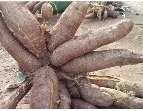 Cassava Tubers